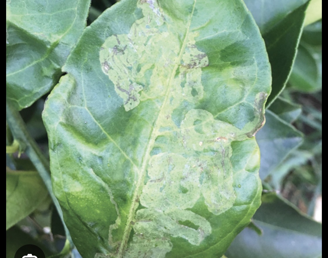 Sick orange tree leaf