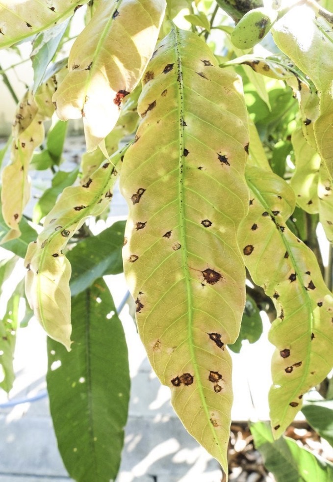 Sick mango tree leaf